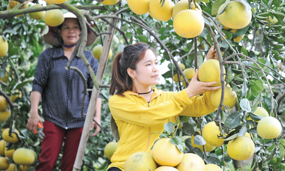 Bac Ninh citrus fruits enjoy smooth consumption